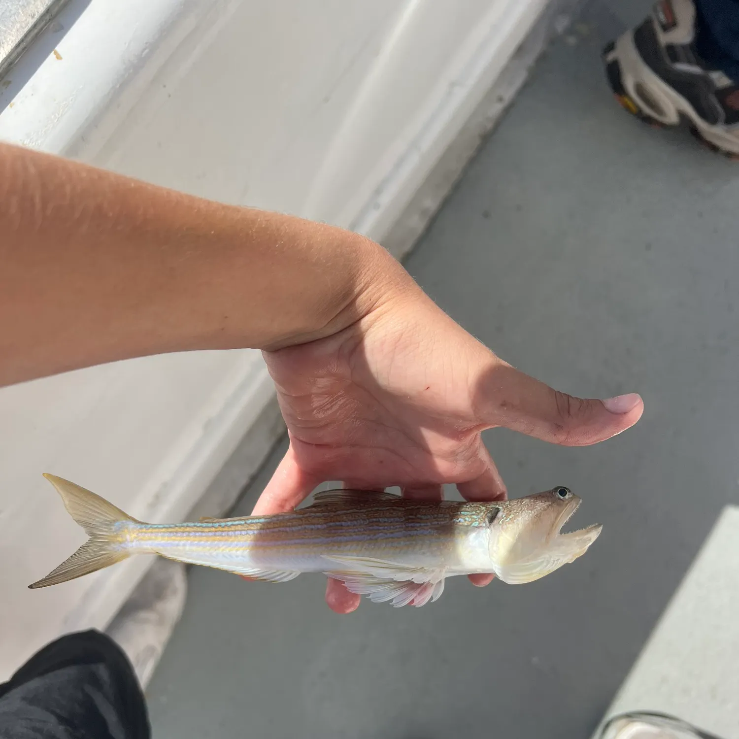 The most recent Snakefish catches on Fishbrain