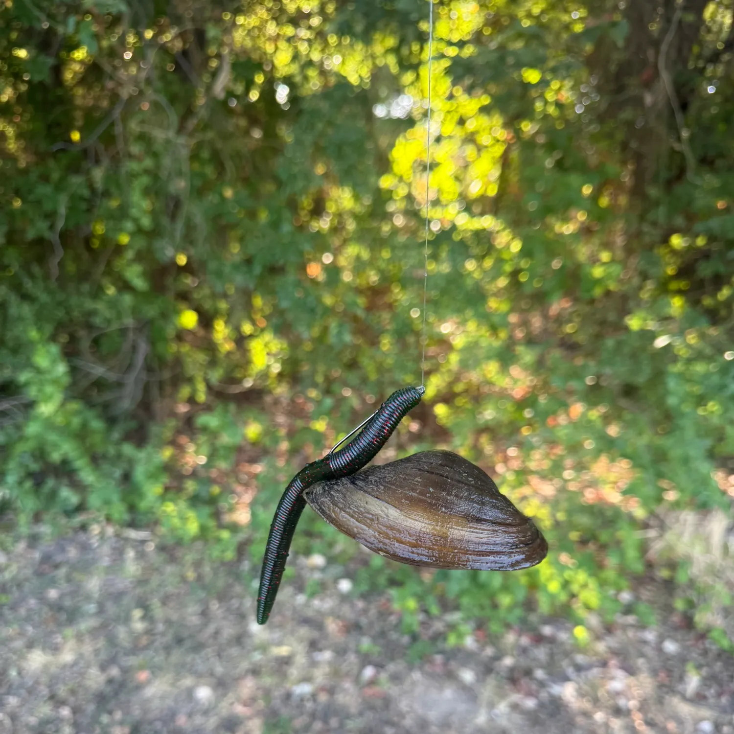 Fish caught on Fishbrain