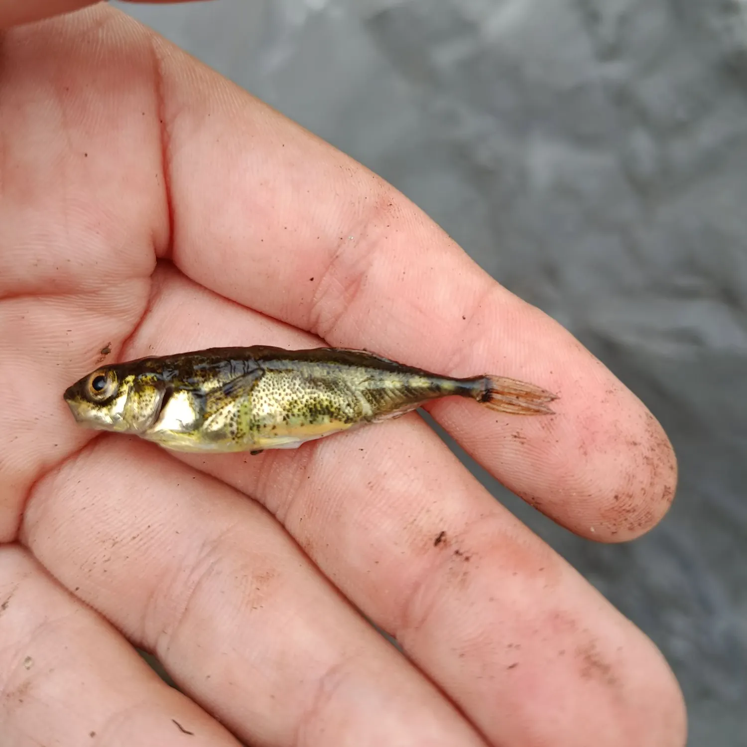 The most recent Three-spined stickleback catches on Fishbrain