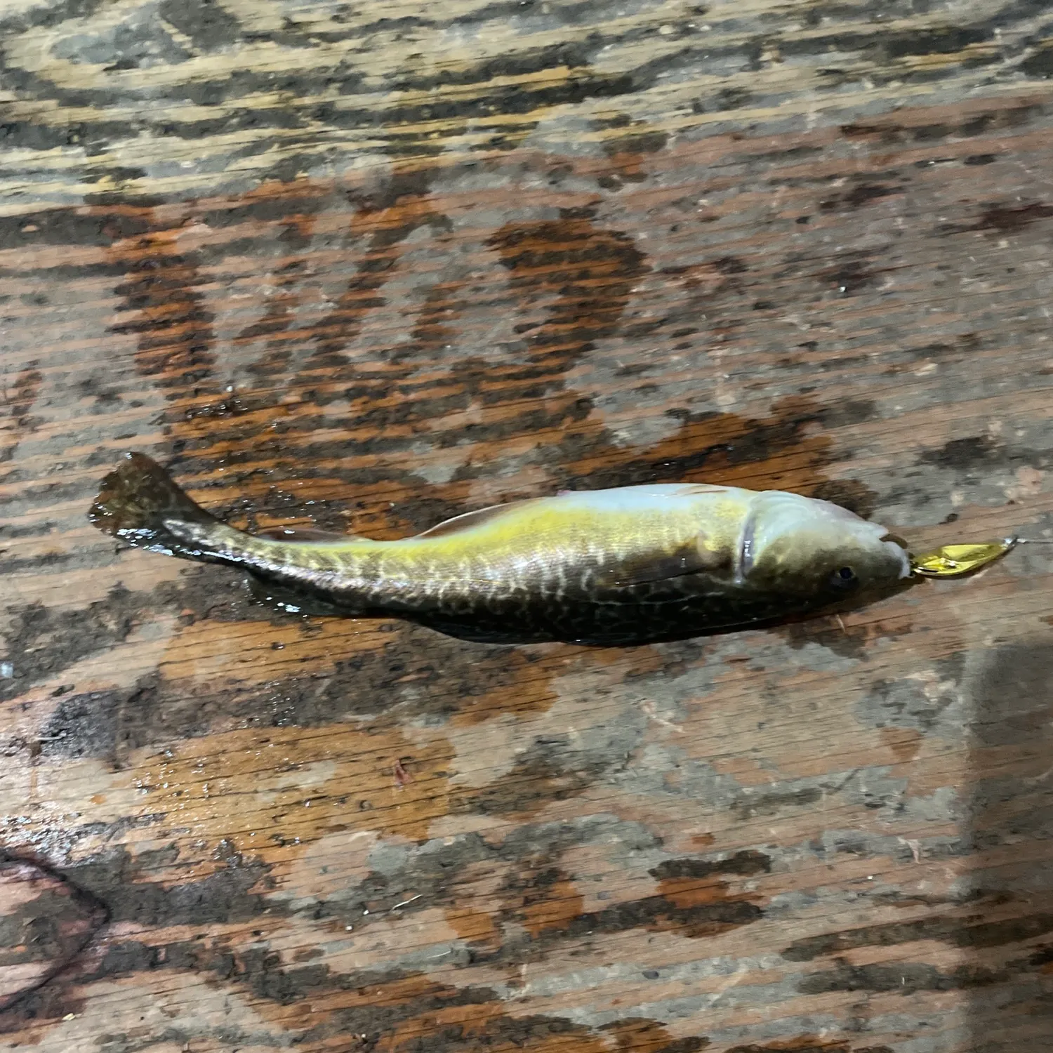 The most recent Atlantic tomcod catches on Fishbrain