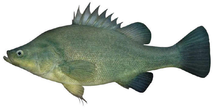 Golden perch