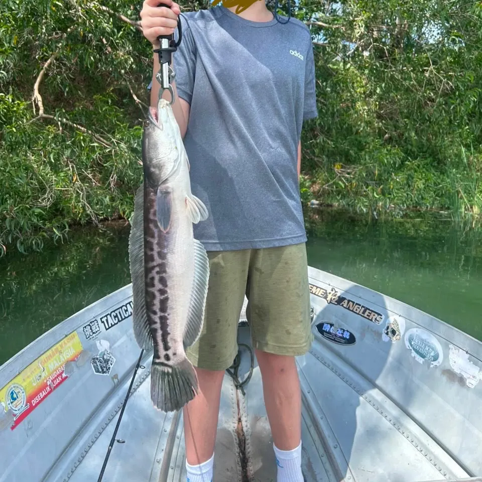 The most recent Indonesian snakehead catches on Fishbrain