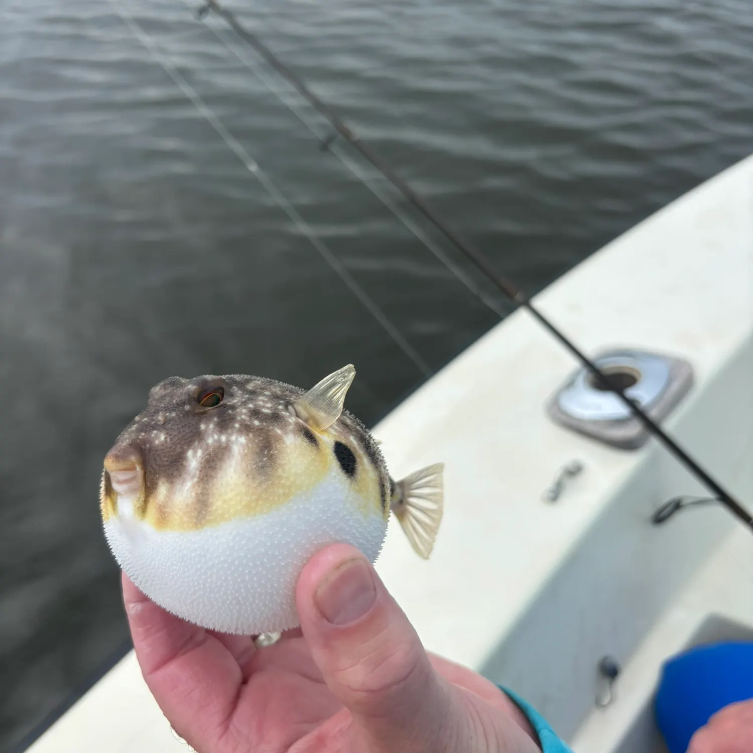 Southern puffer caught on Fishbrain