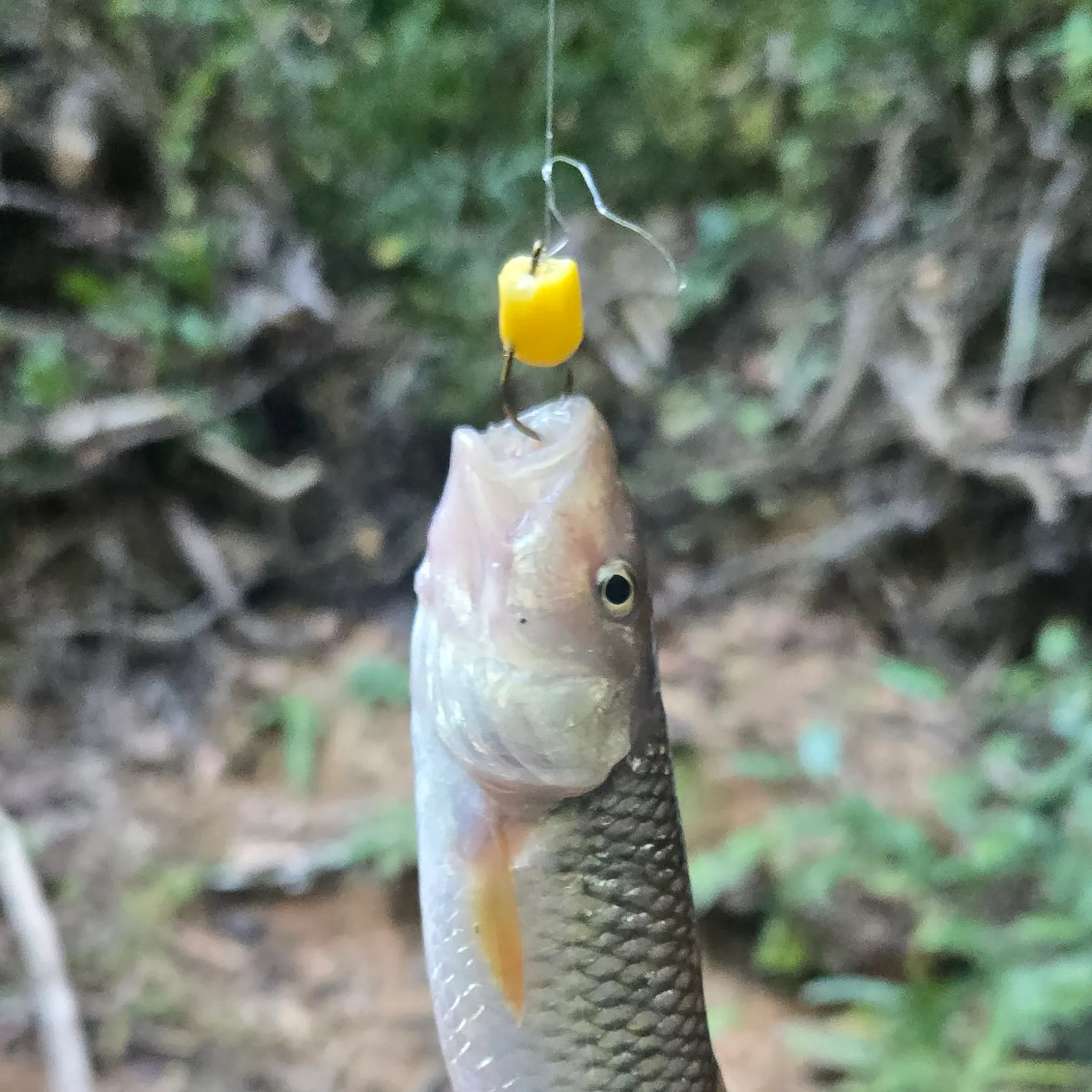River chub caught on Fishbrain