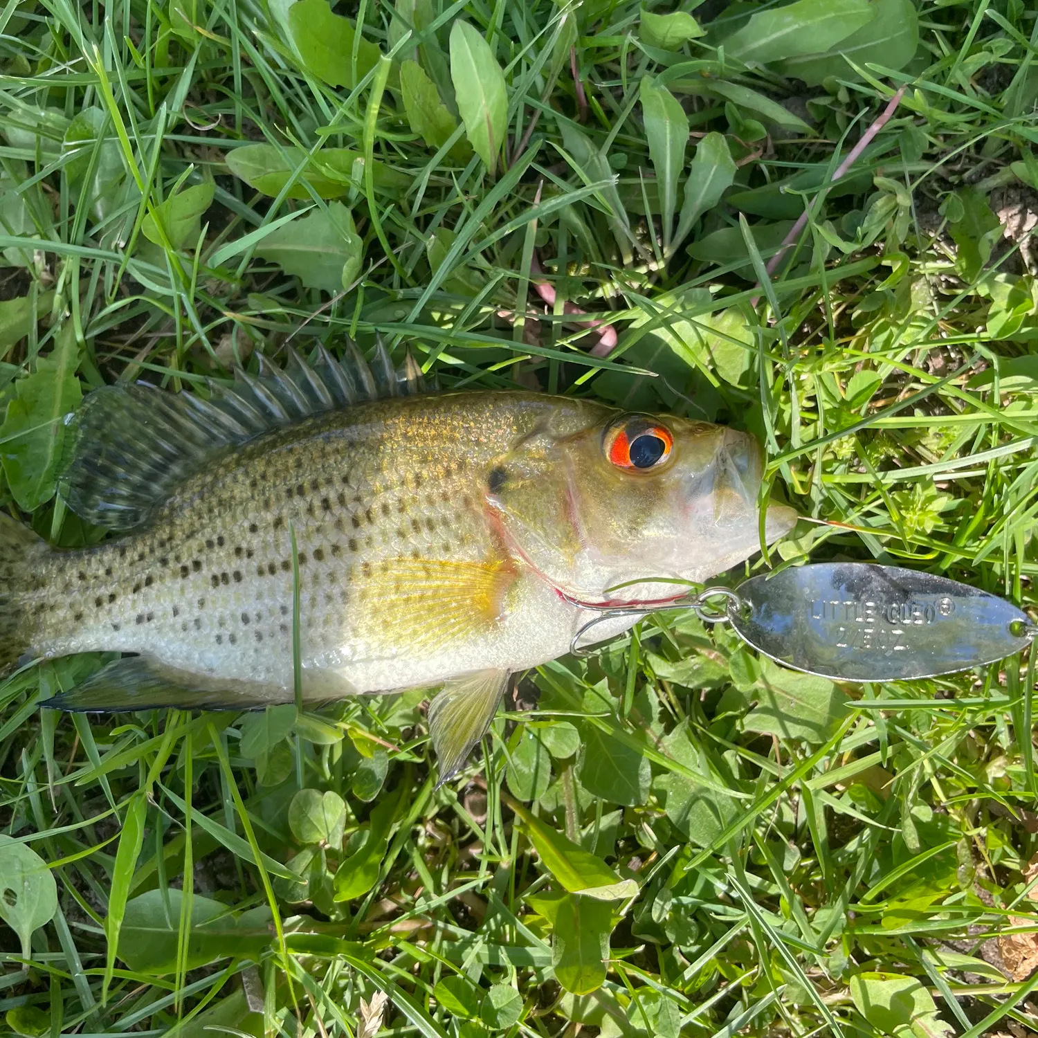 The most recent Roanoke bass catches on Fishbrain