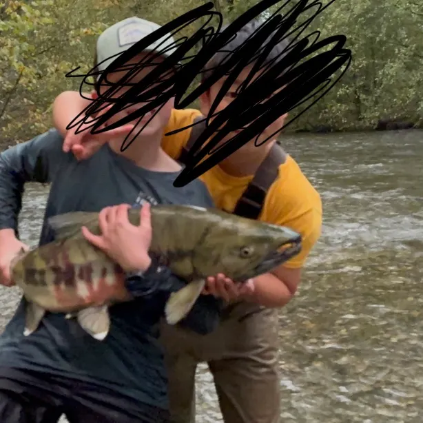 Chum salmon caught on Fishbrain