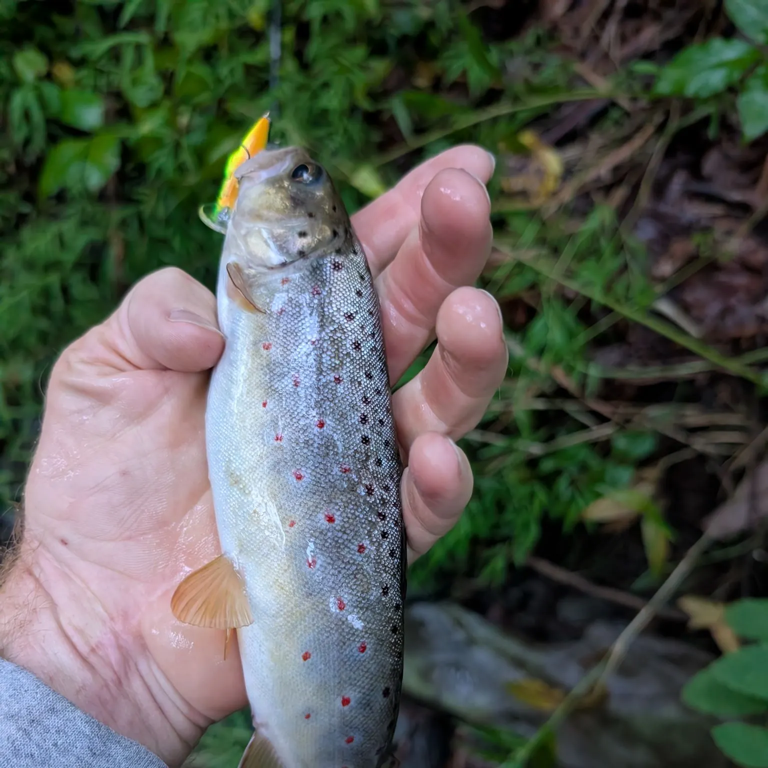 Brown trout caught on Fishbrain