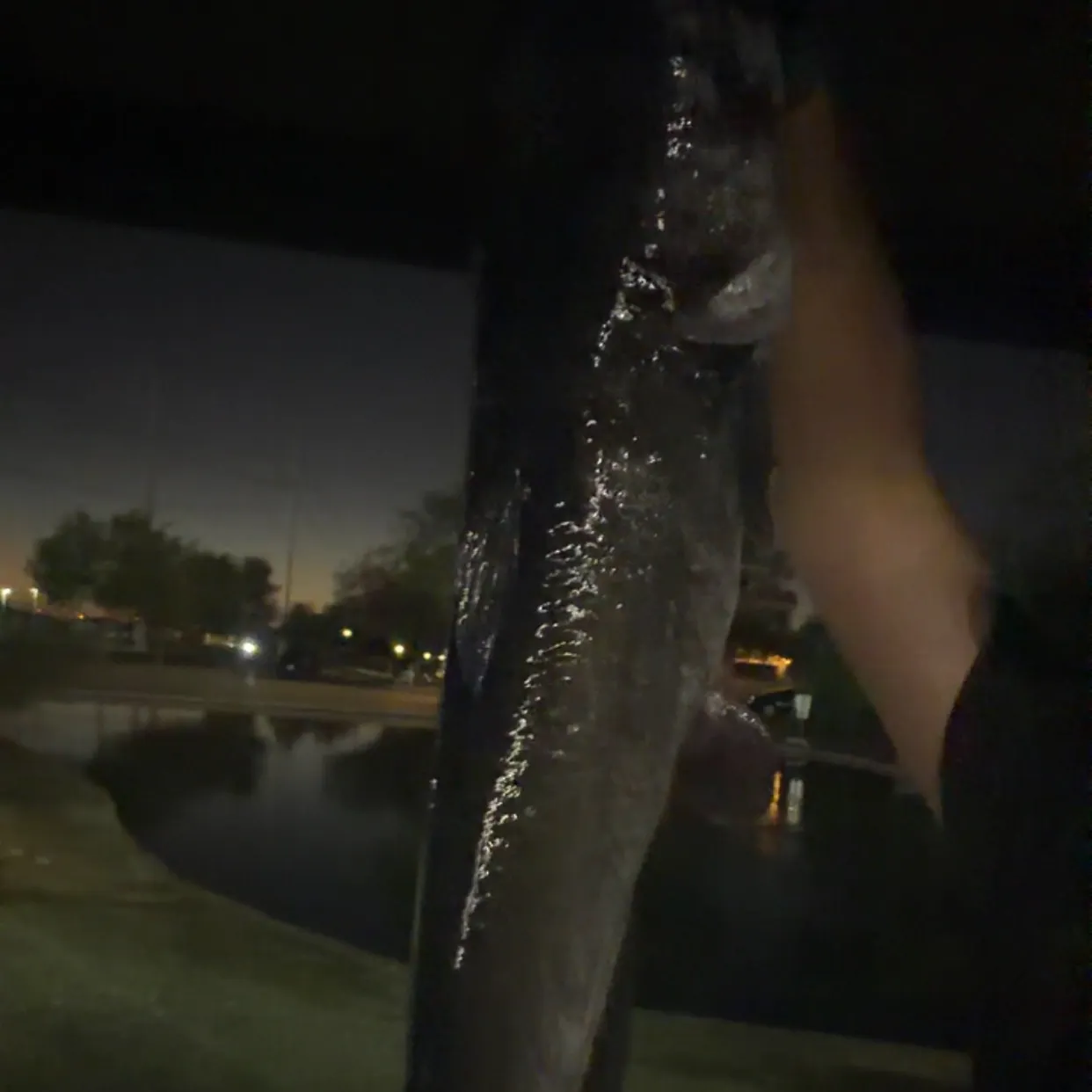 Channel catfish caught on Fishbrain