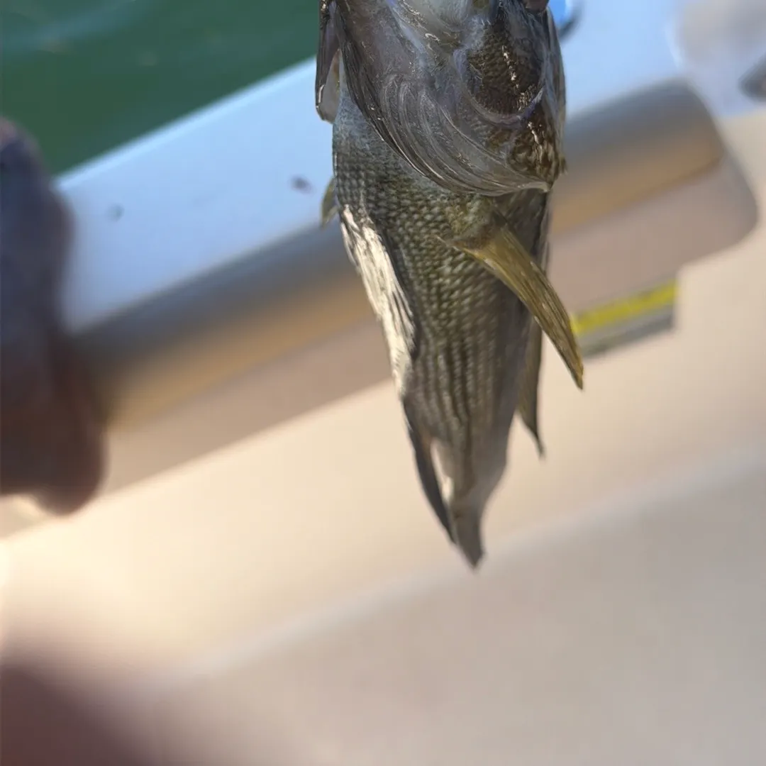 Black sea bass caught on Fishbrain