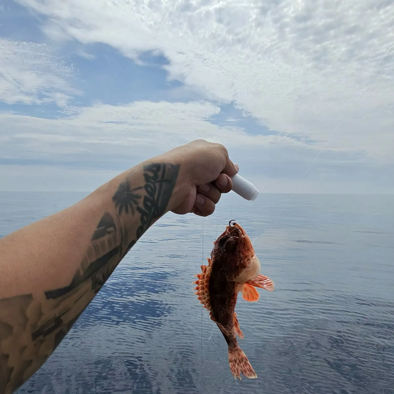 The most recent Bigmouth sculpin catches on Fishbrain
