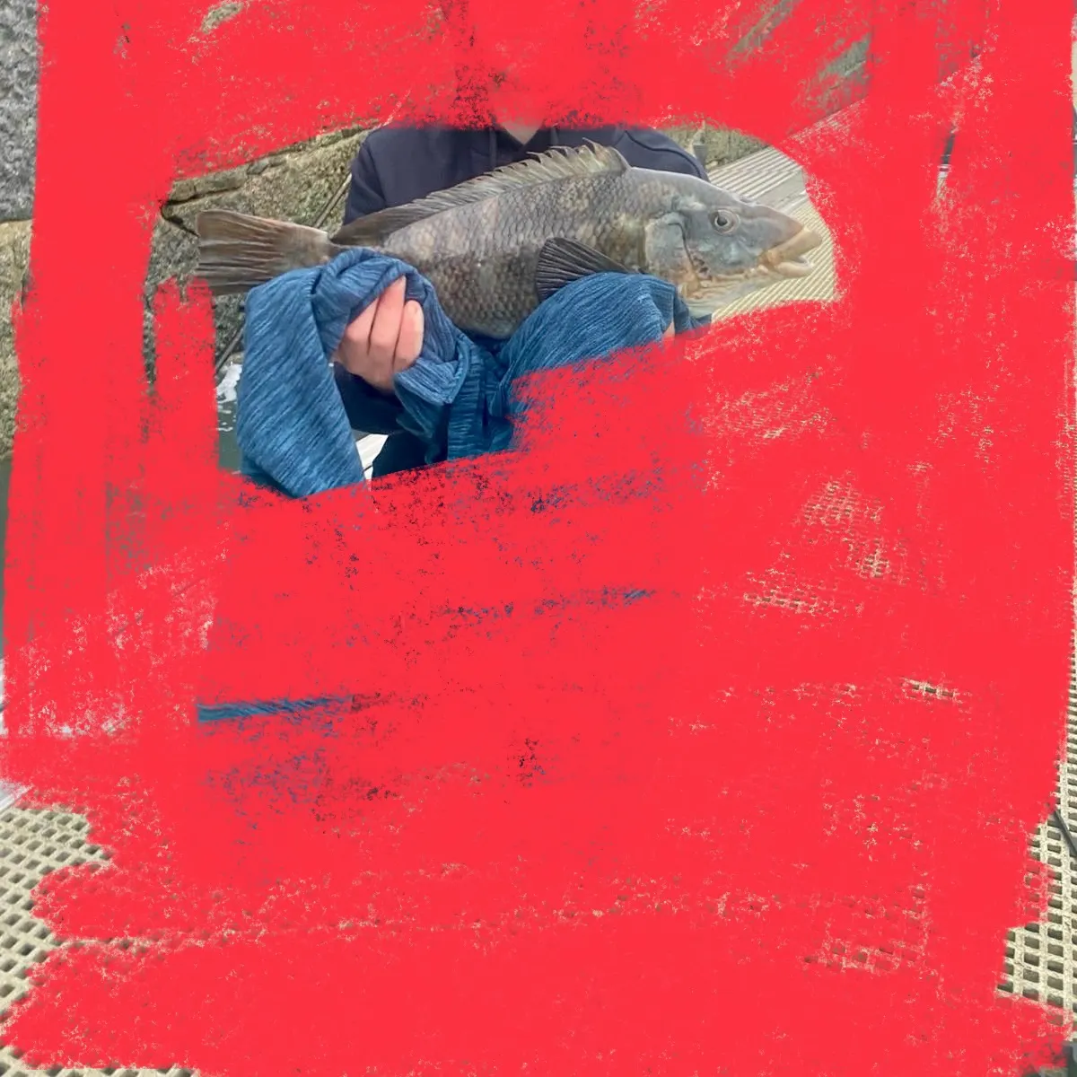 The most recent Ballan wrasse catches on Fishbrain