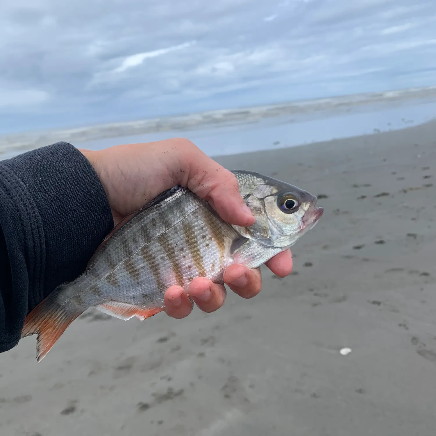 The most recent Redtail surfperch catches on Fishbrain