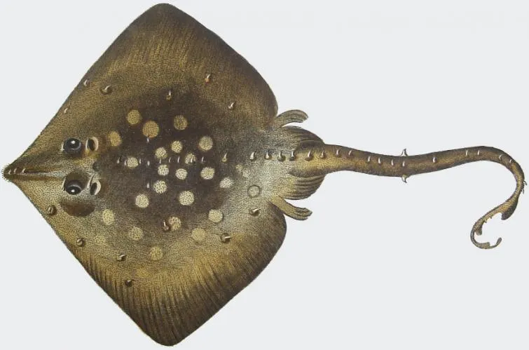 Thornback ray