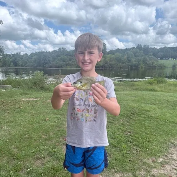 Greengill hybrid caught on Fishbrain