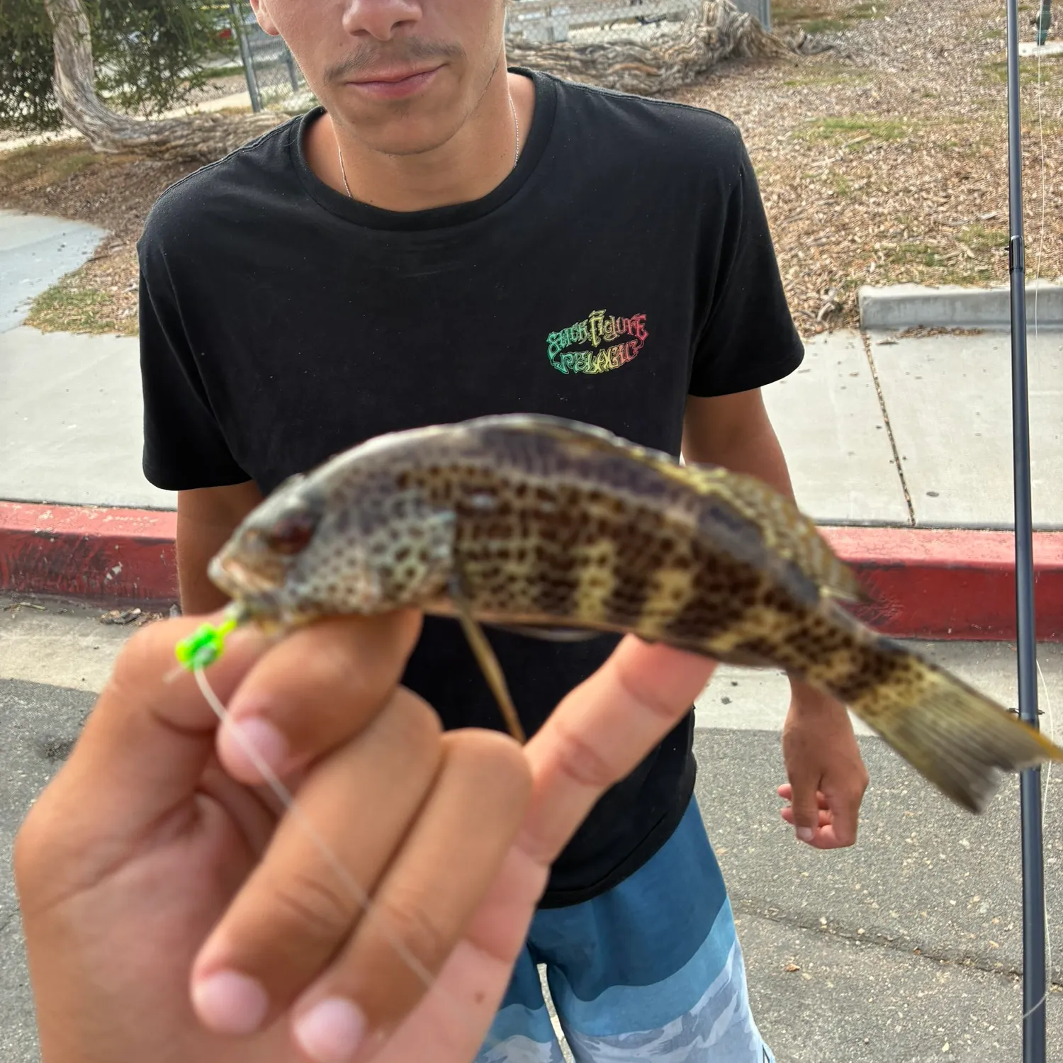 Spotted sand bass caught on Fishbrain