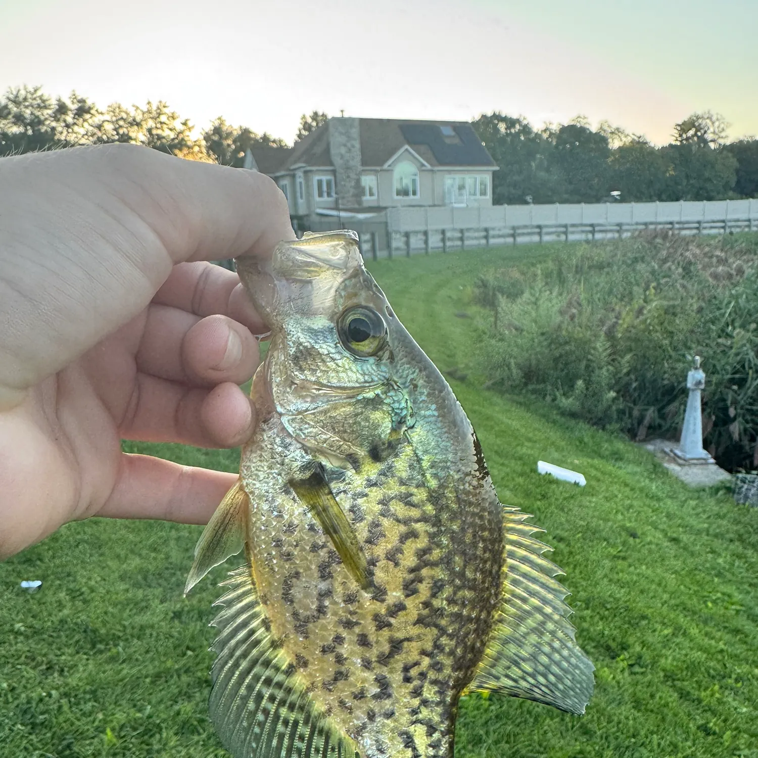 Black crappie caught on Fishbrain