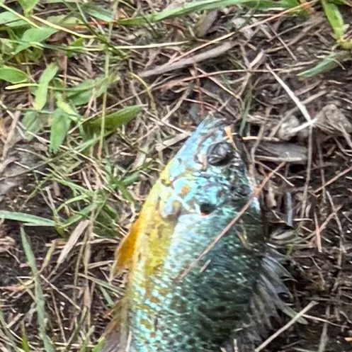 Pumpkinseed caught on Fishbrain