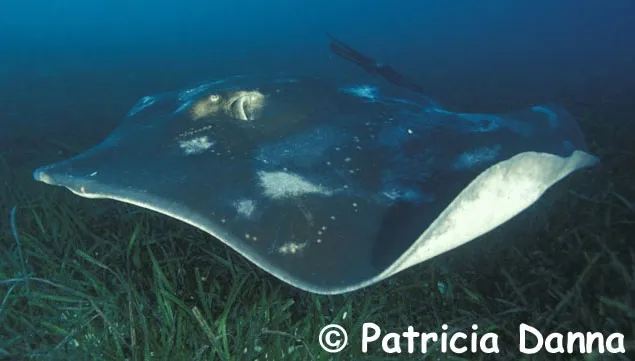 Short-tail stingray