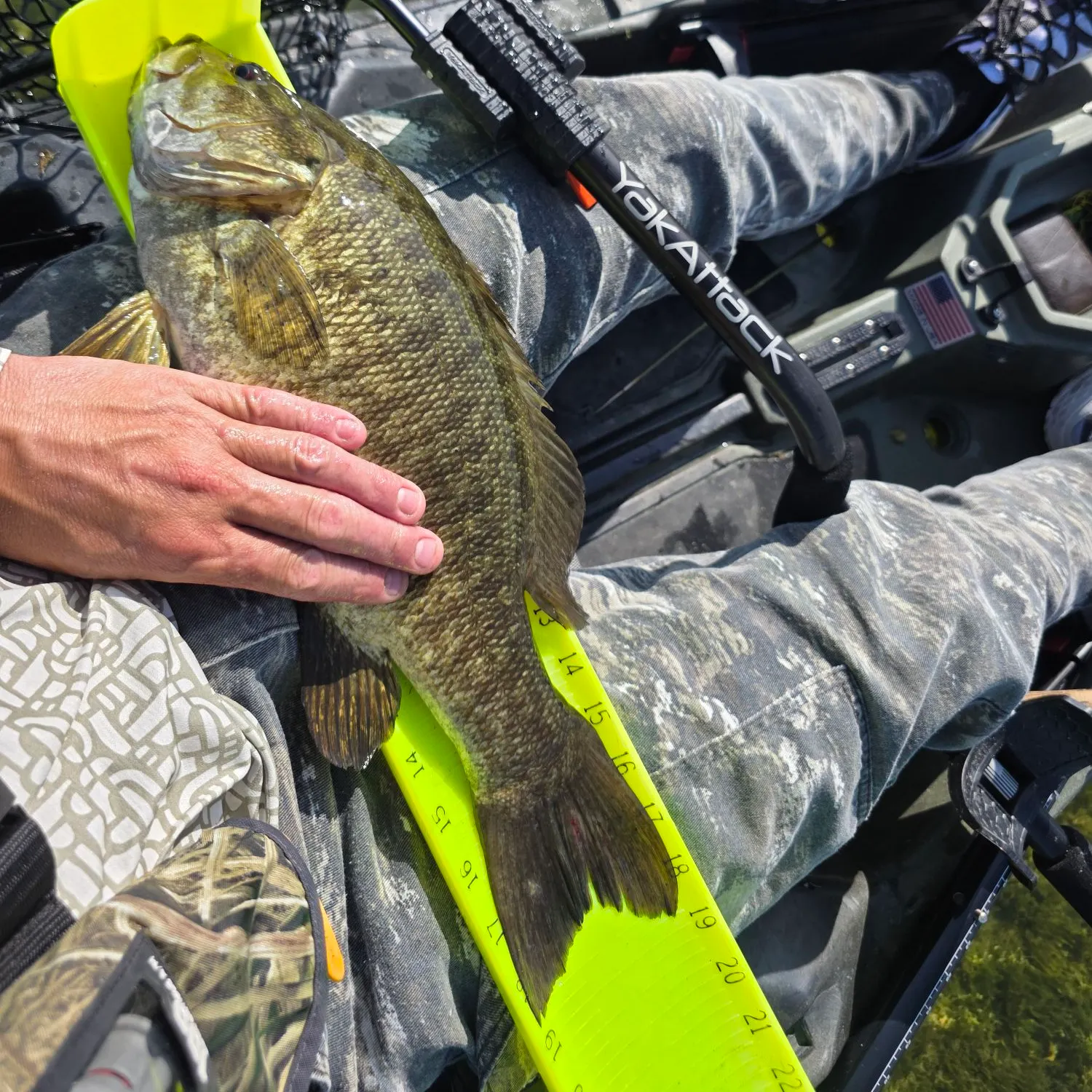 Smallmouth bass caught on Fishbrain