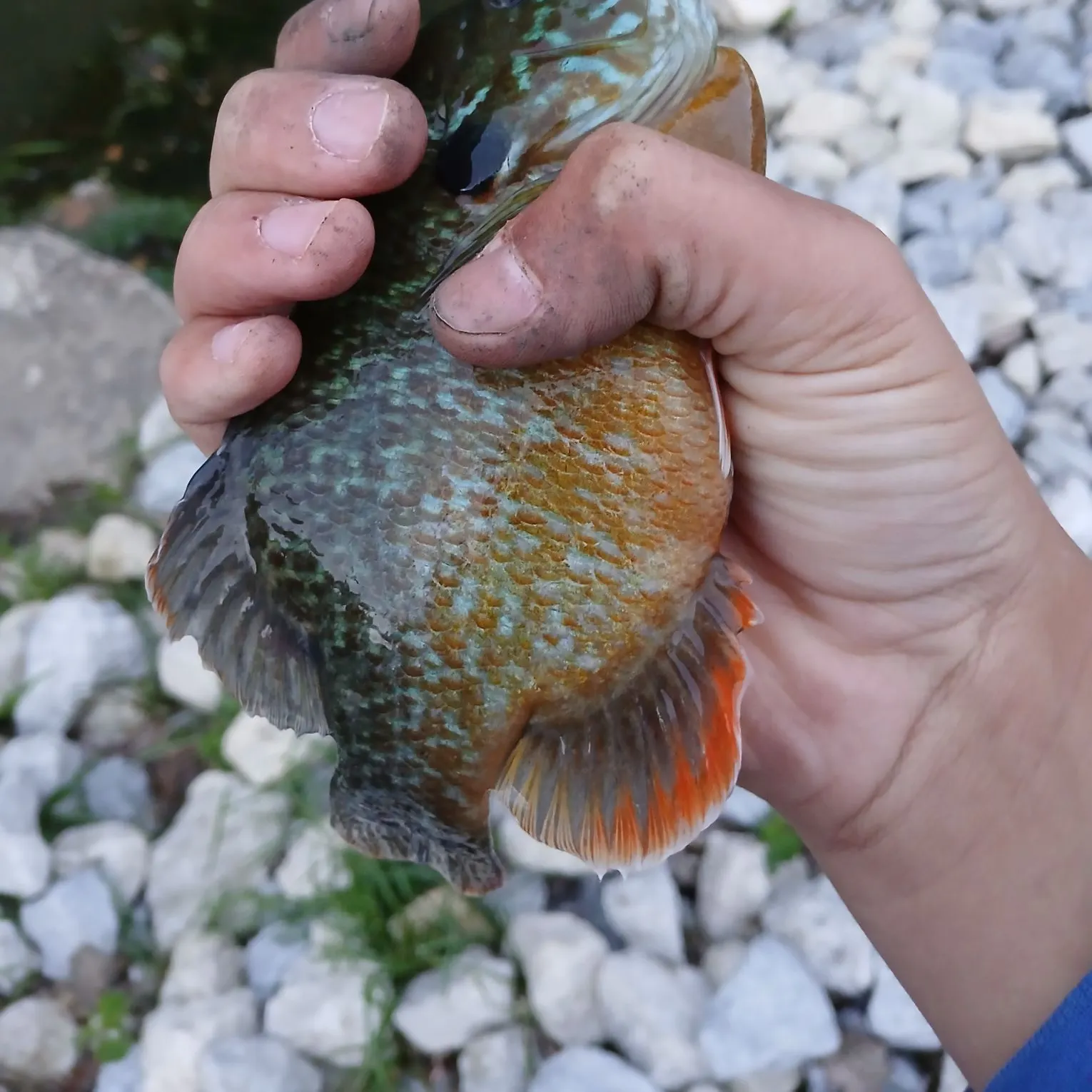 The most recent Greengill hybrid catches on Fishbrain