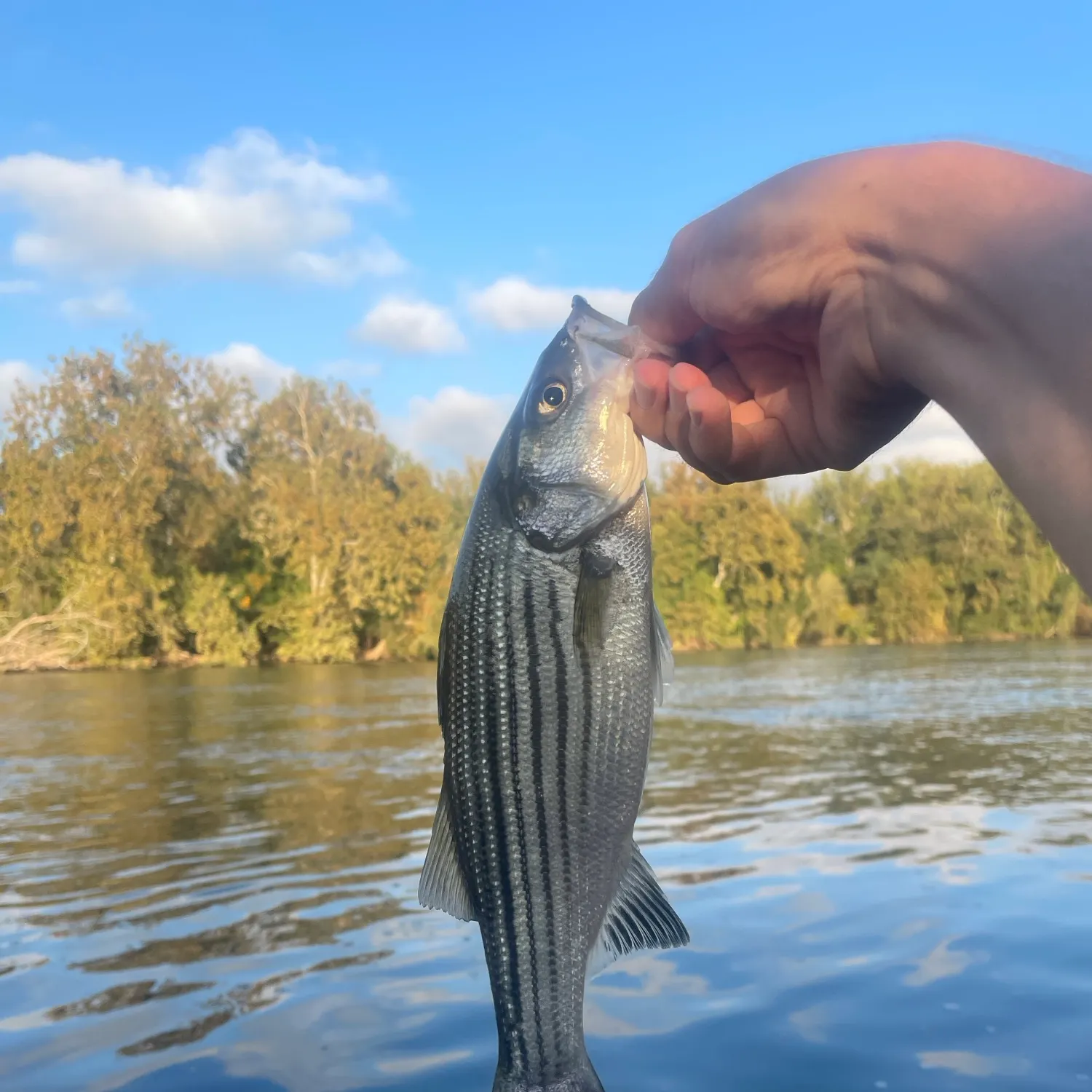 Striped bass caught on Fishbrain
