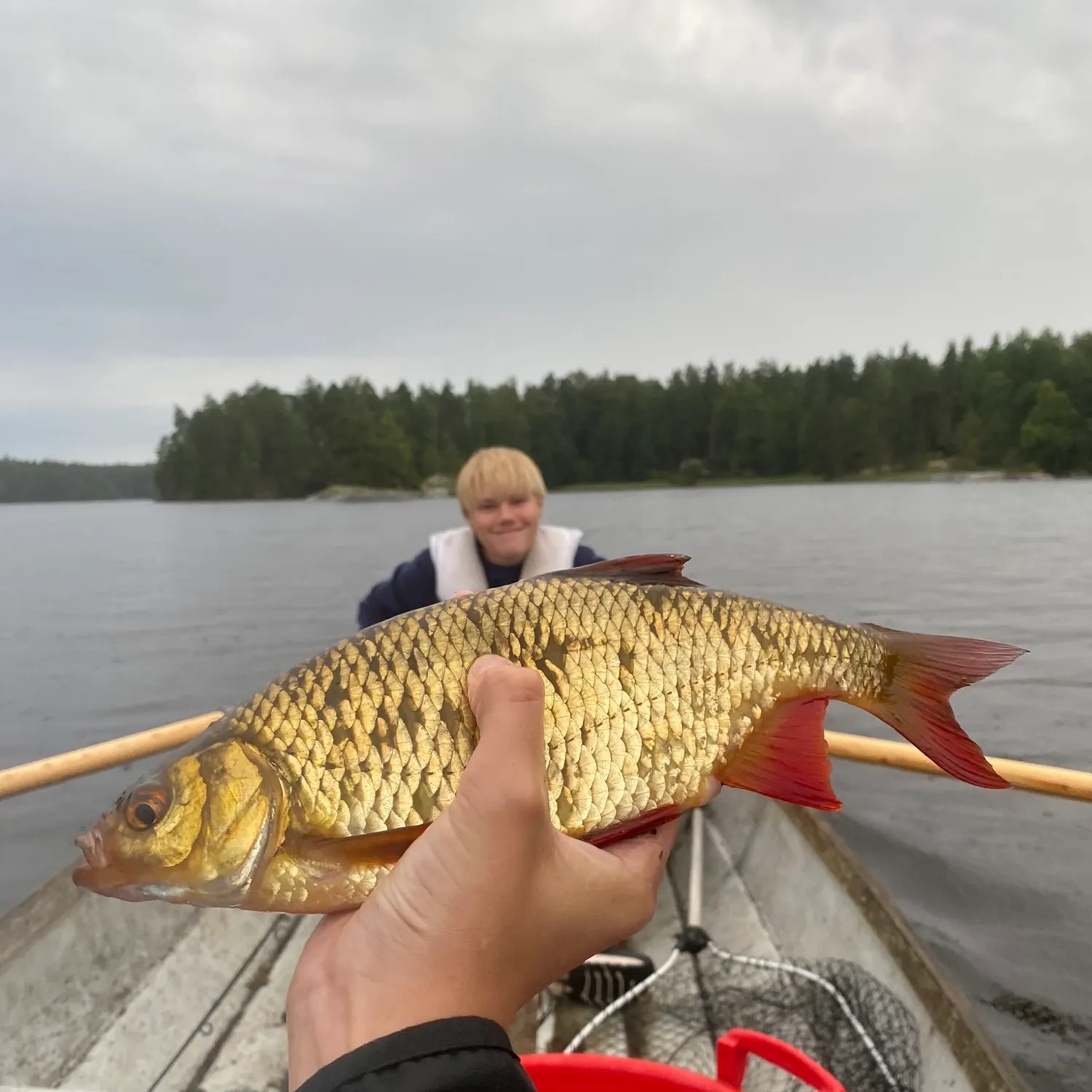 Common rudd caught on Fishbrain