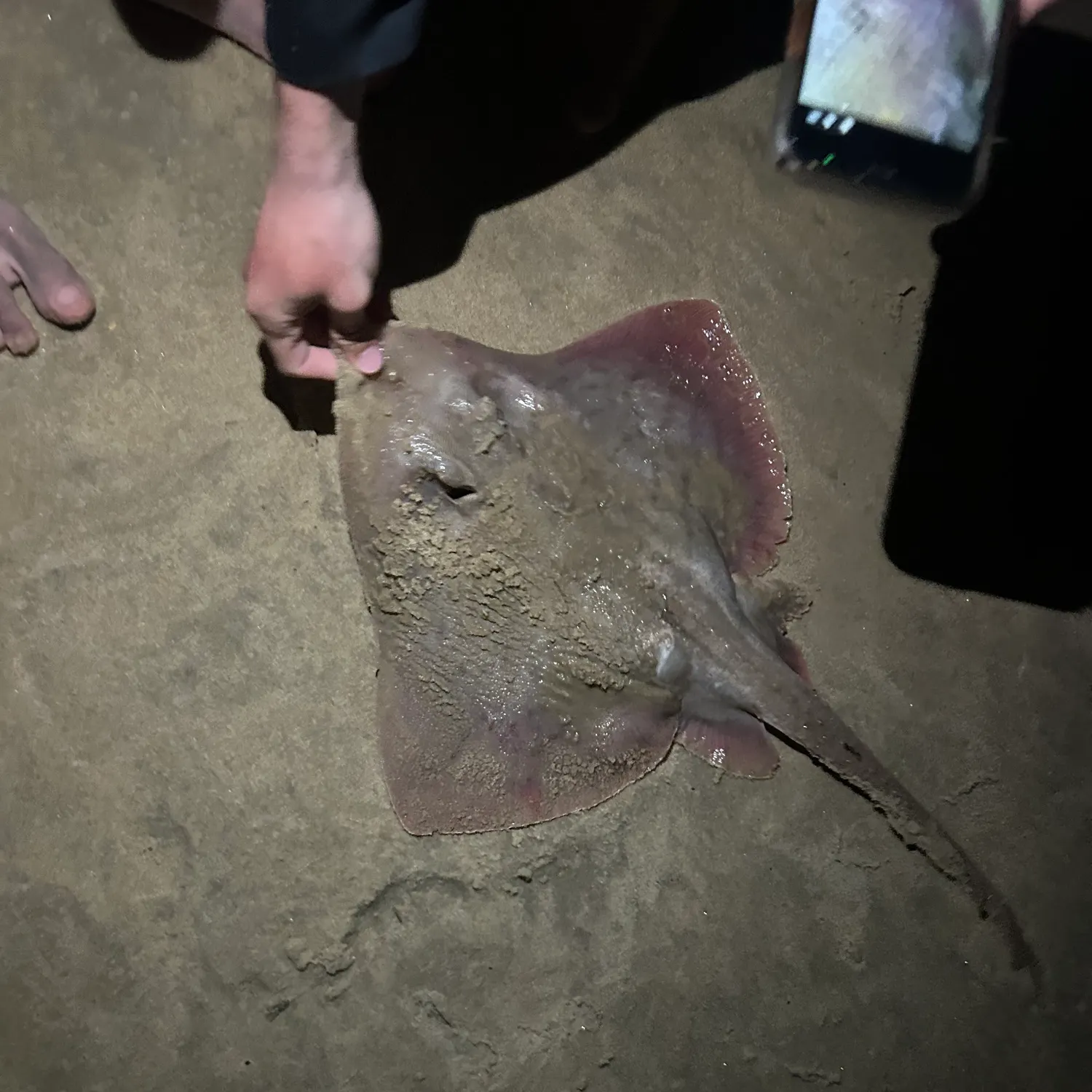 The most recent Atlantic stingray catches on Fishbrain