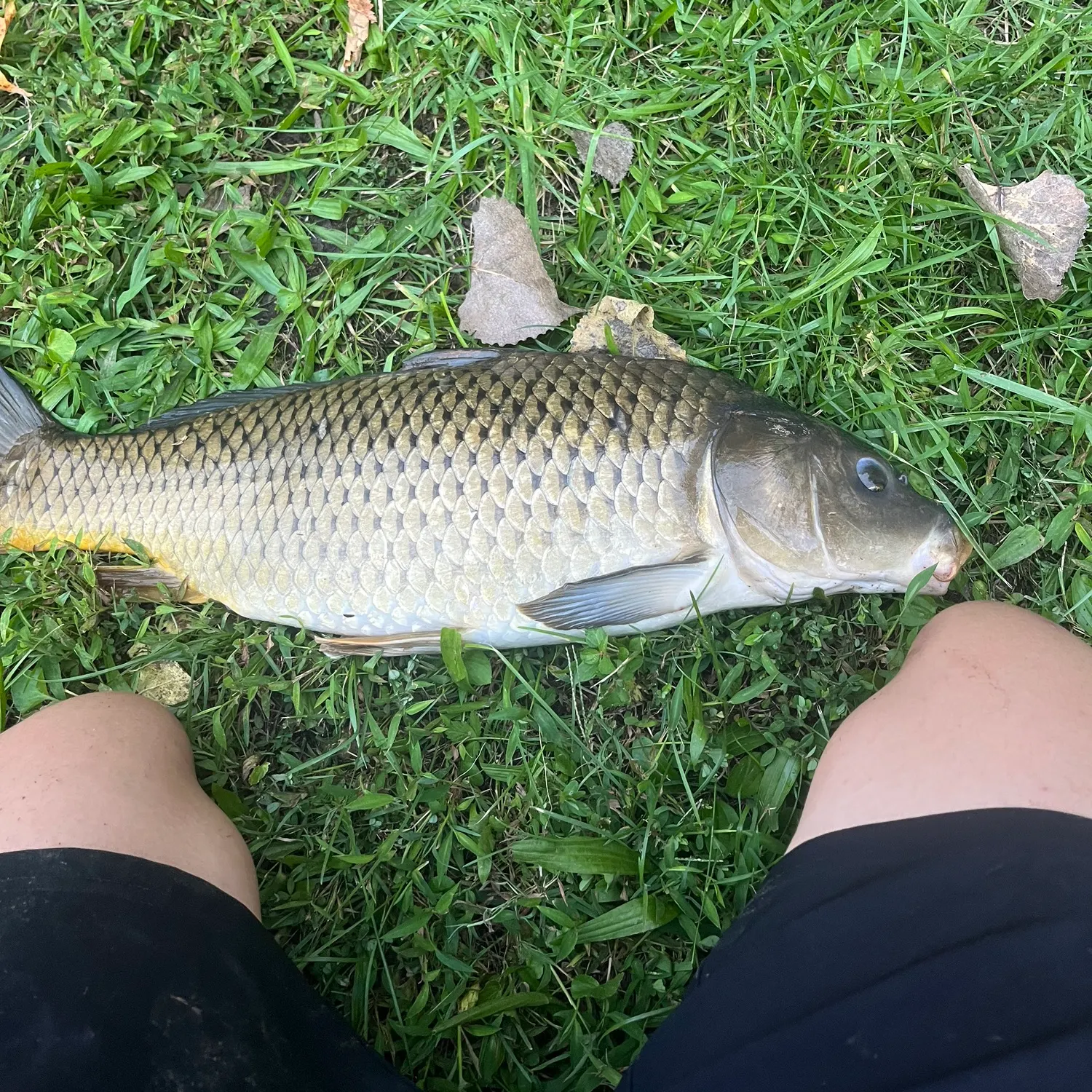 Common carp caught on Fishbrain