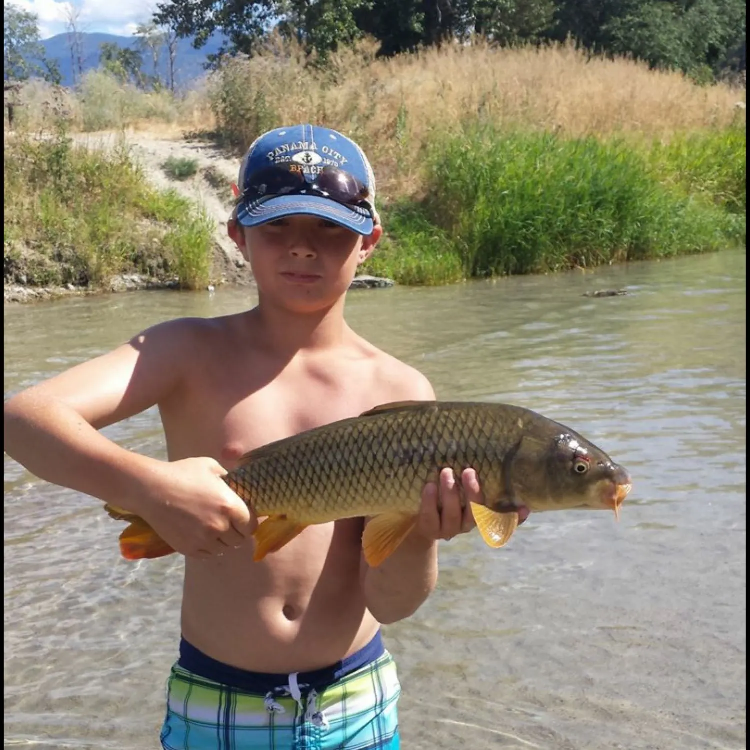 Common carp caught on Fishbrain