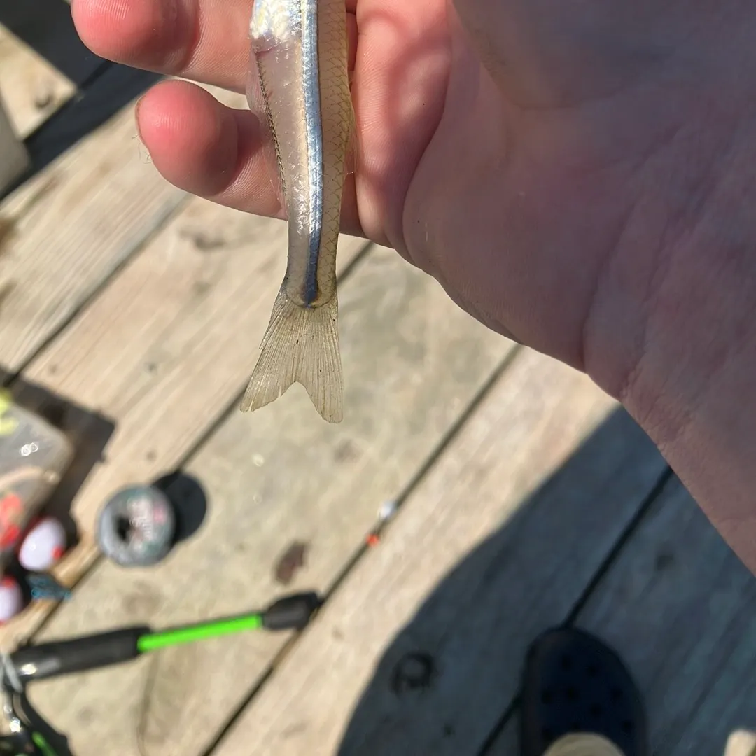 The most recent Common logperch catches on Fishbrain