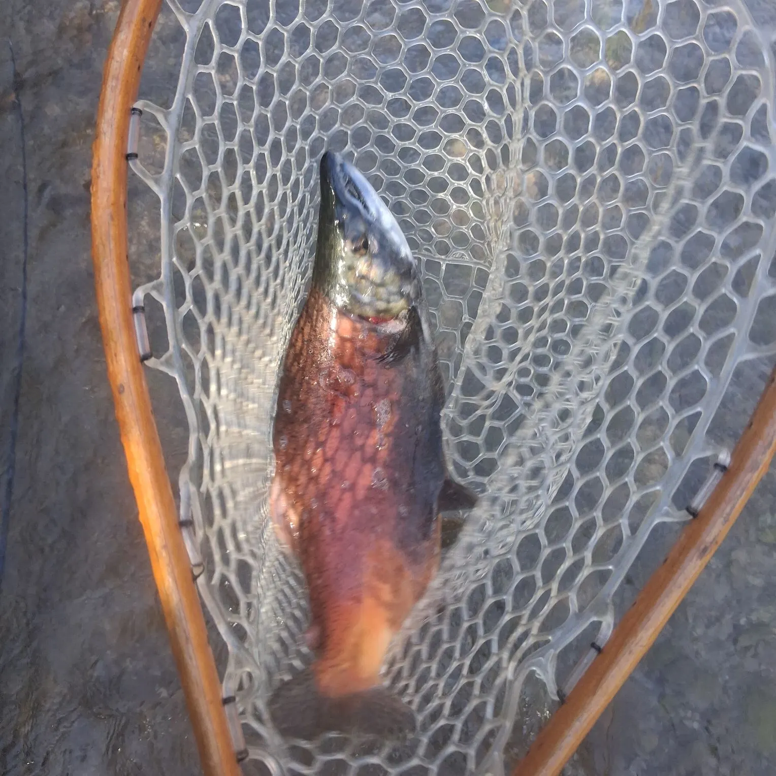 Kokanee salmon caught on Fishbrain