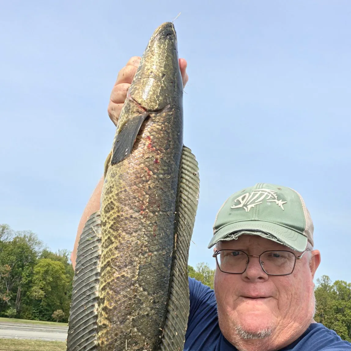 Northern snakehead caught on Fishbrain