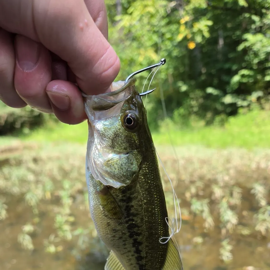 Largemouth bass caught on Fishbrain