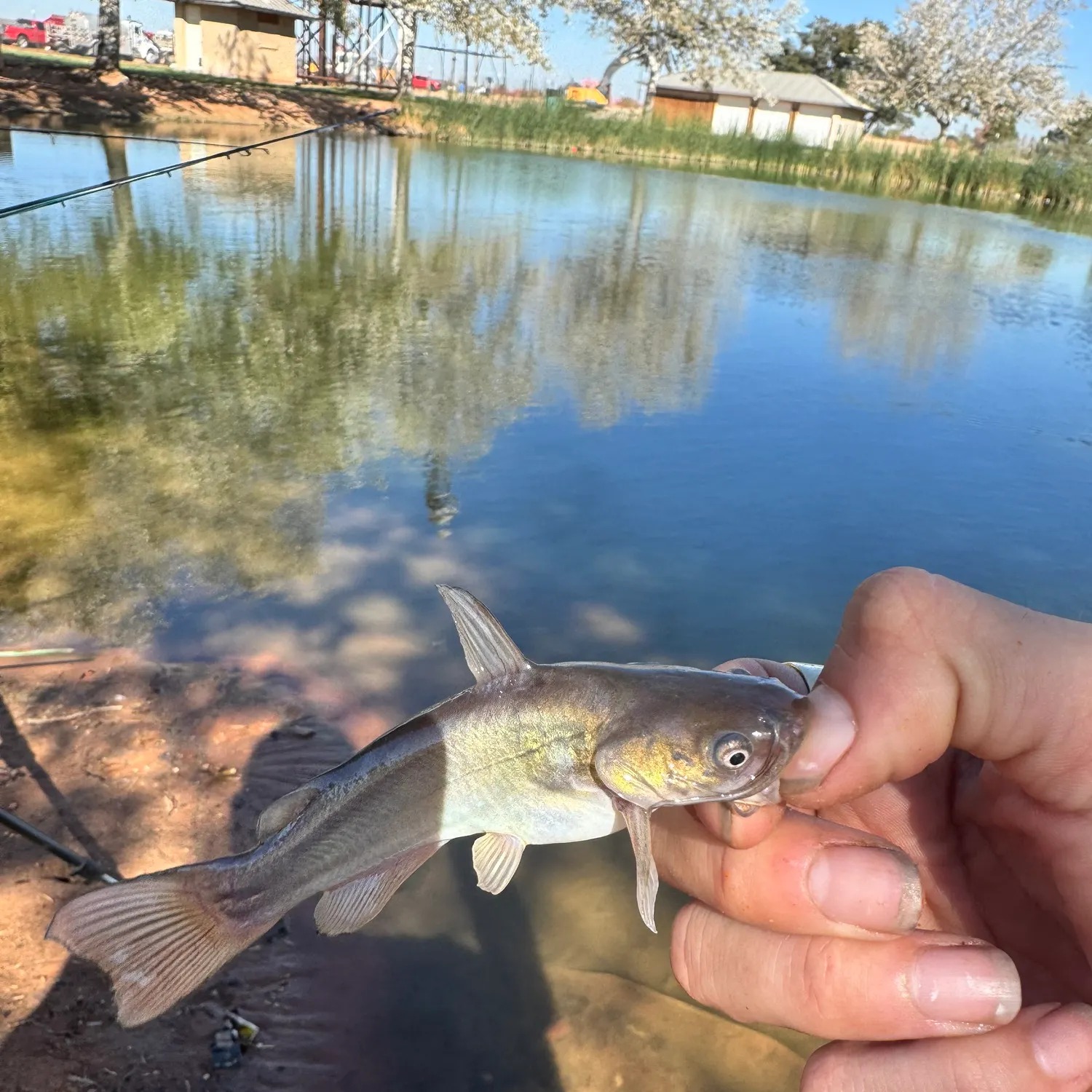 Black bullhead caught on Fishbrain