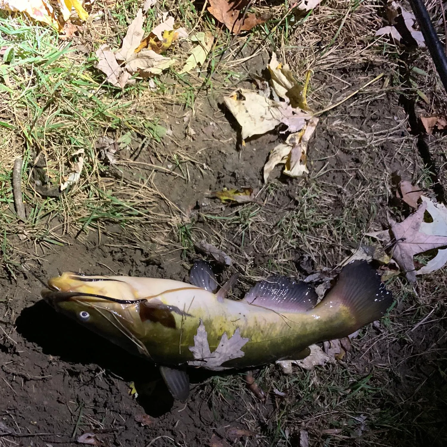Black bullhead caught on Fishbrain