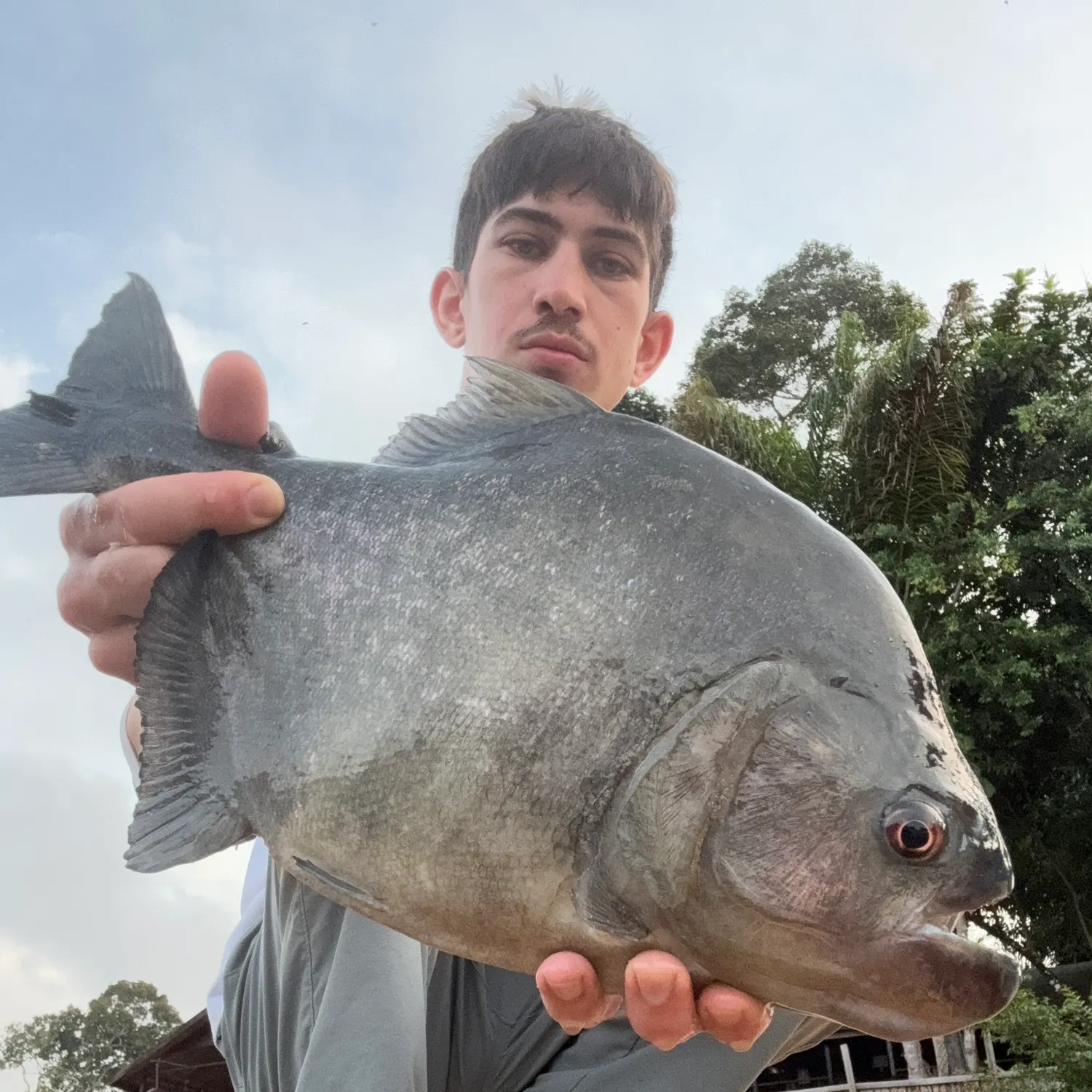 The most recent Redeye piranha catches on Fishbrain