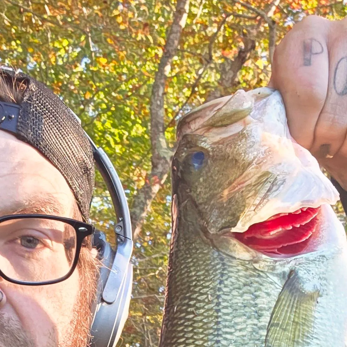 Largemouth bass caught on Fishbrain