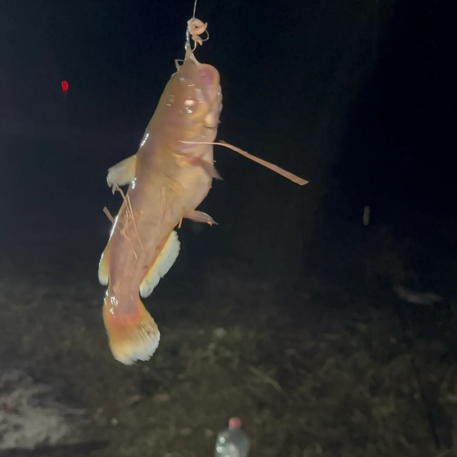 Black bullhead caught on Fishbrain