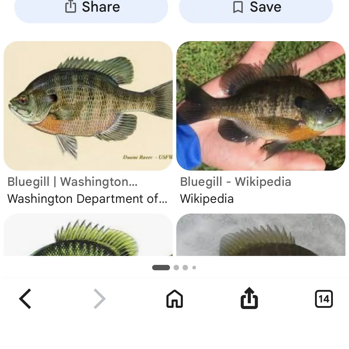 Bluegill caught on Fishbrain