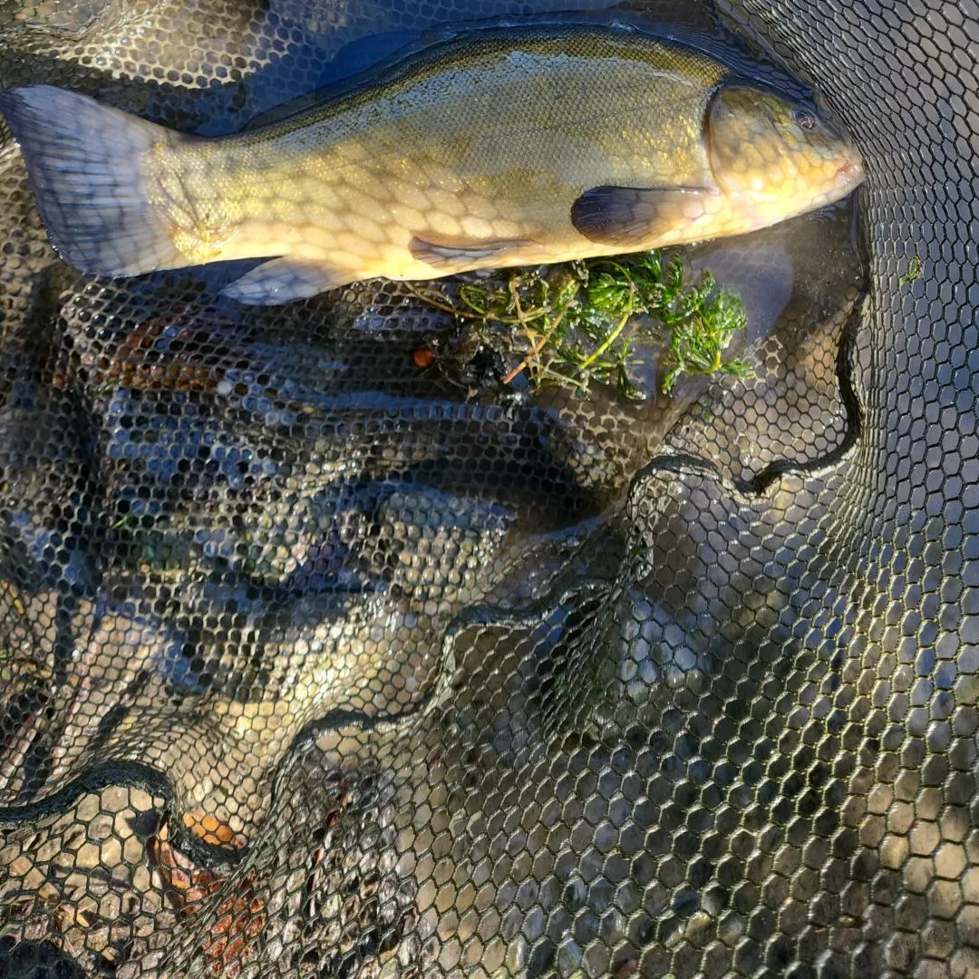 Tench caught on Fishbrain