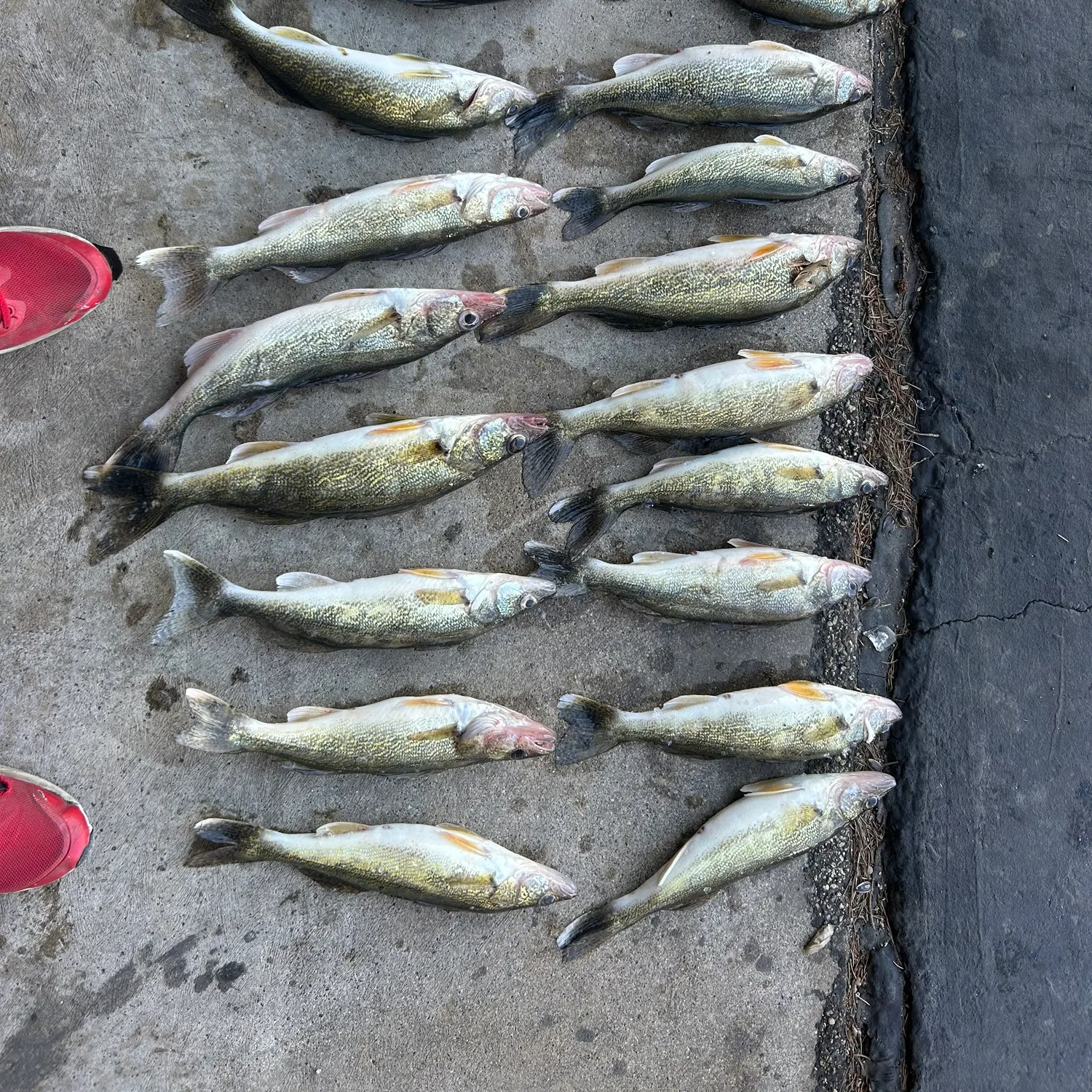 recently logged catches