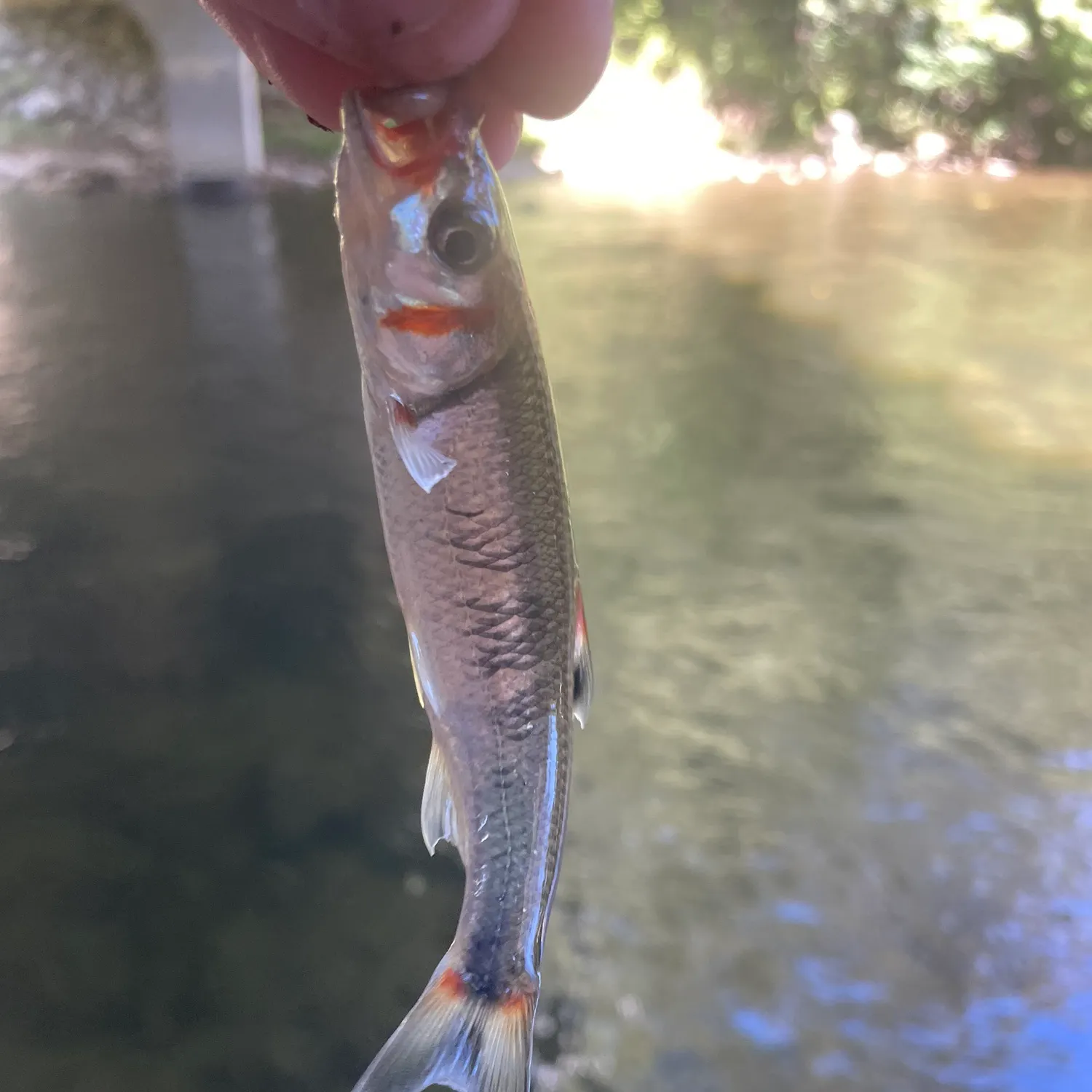 Warpaint shiner caught on Fishbrain
