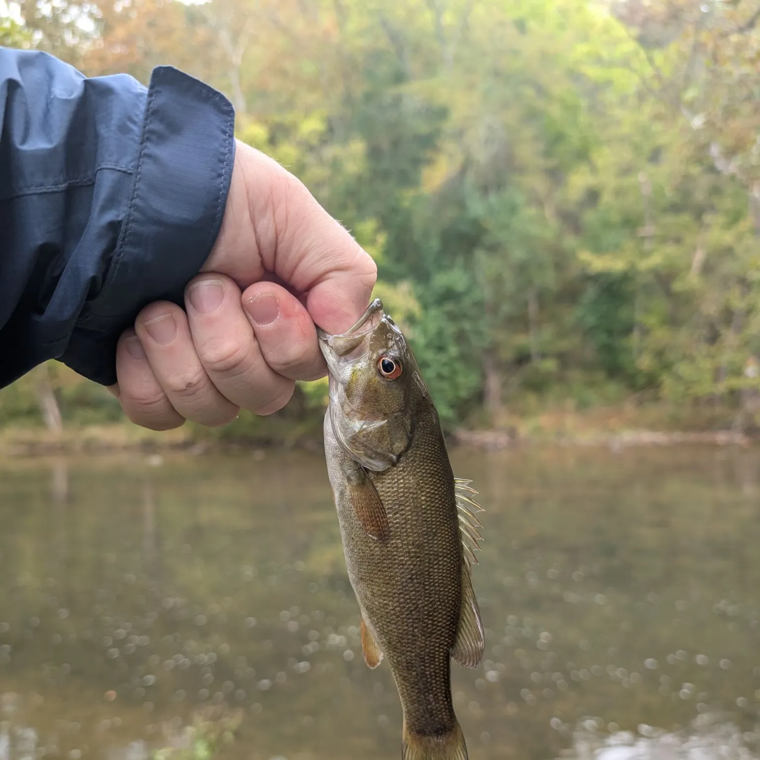 Smallmouth bass caught on Fishbrain