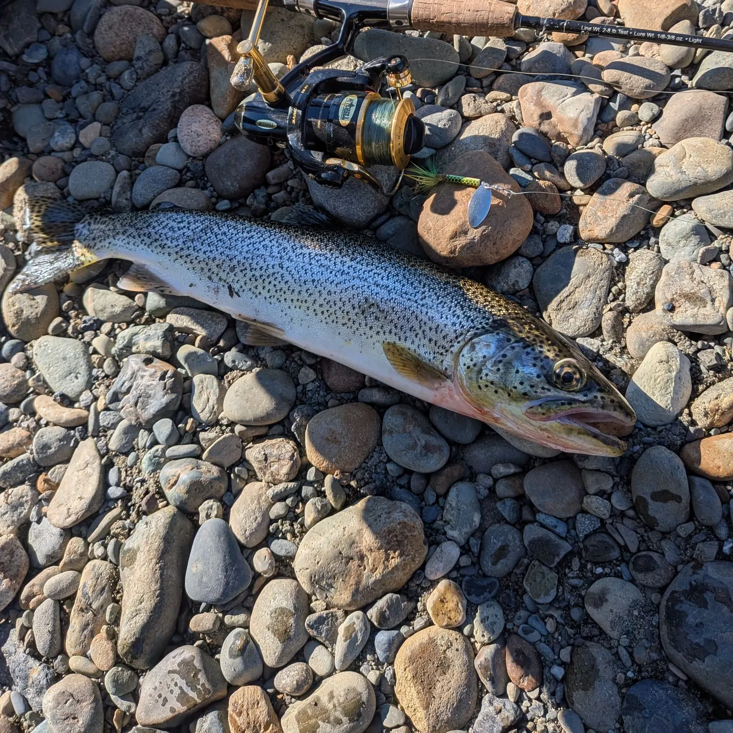 Colorado river cutthroat trout caught on Fishbrain