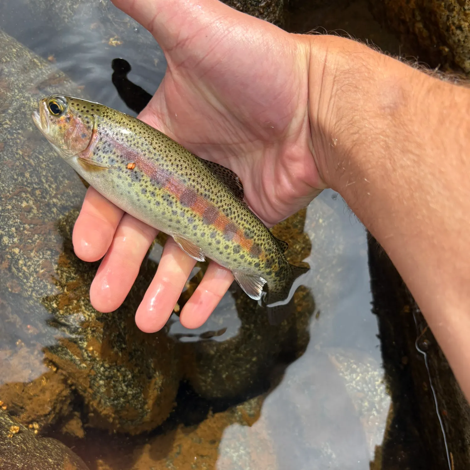 Rainbow trout caught on Fishbrain