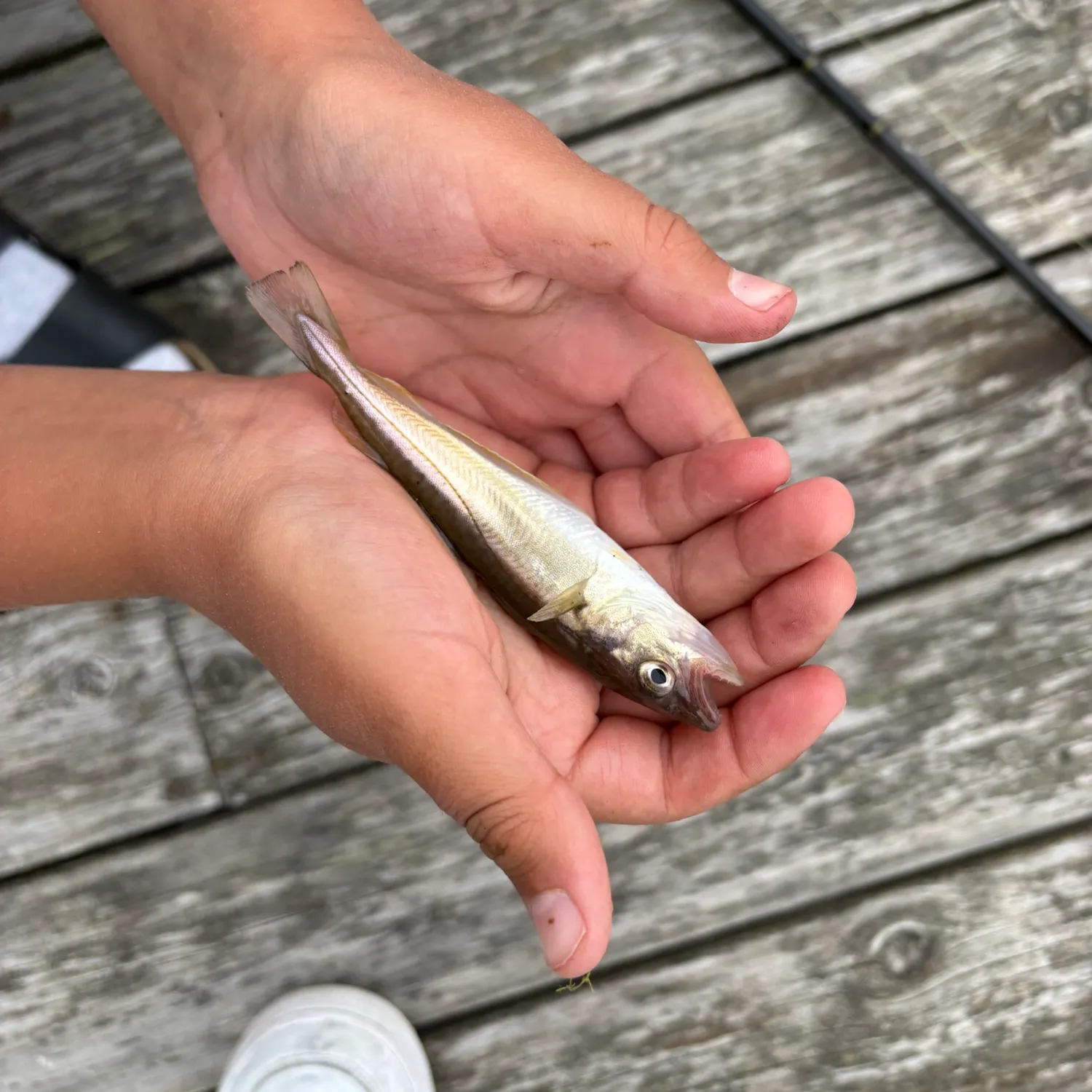 The most recent Whiting catches on Fishbrain