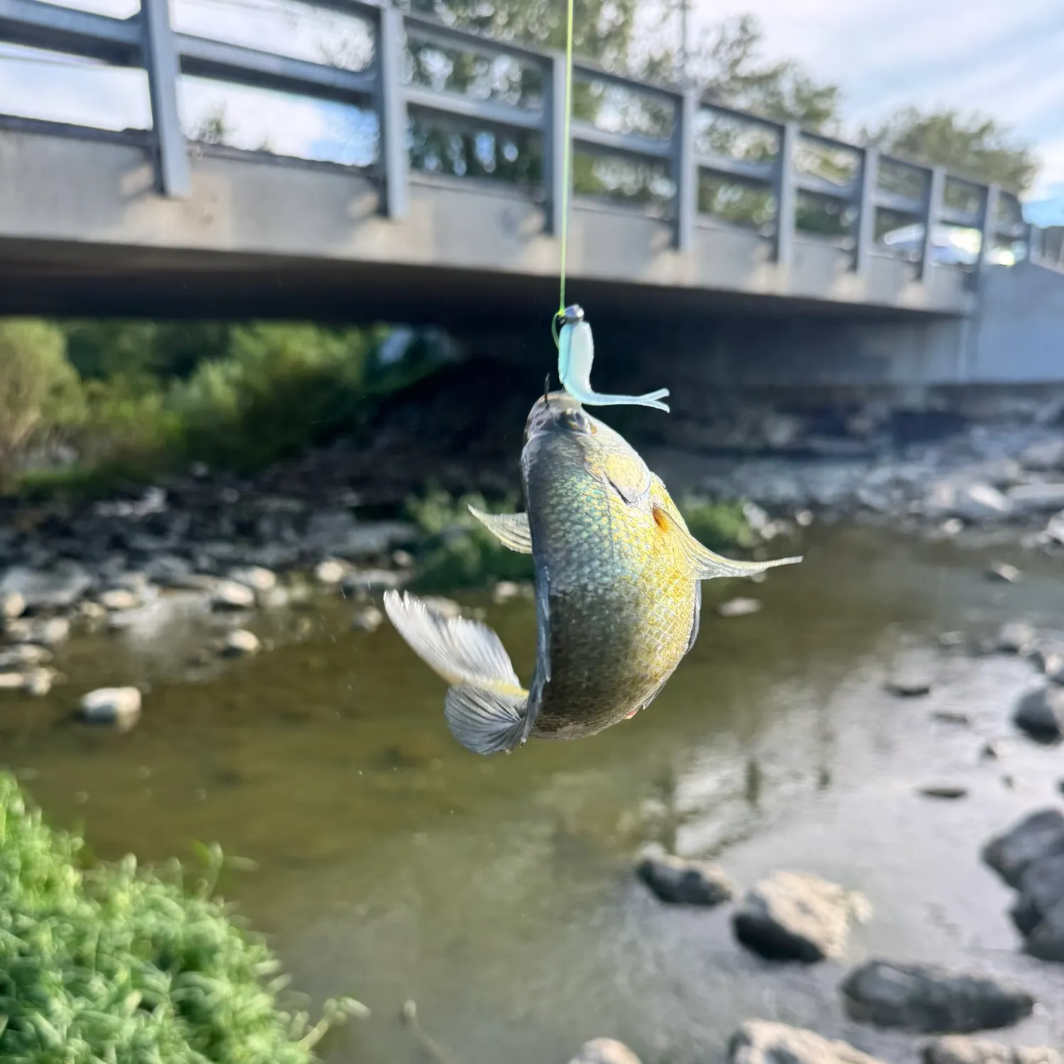 Black buffalo caught on Fishbrain