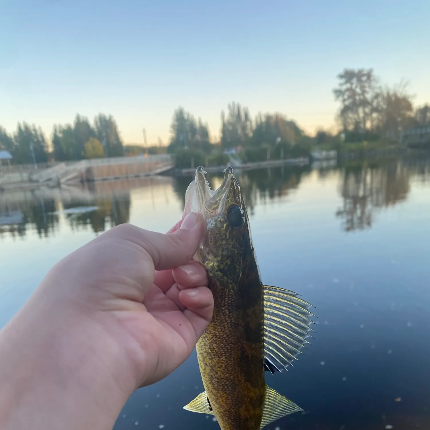 Walleye caught on Fishbrain