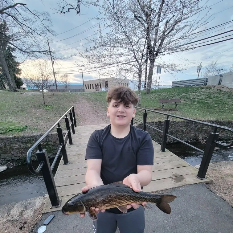 The most recent White sucker catches on Fishbrain