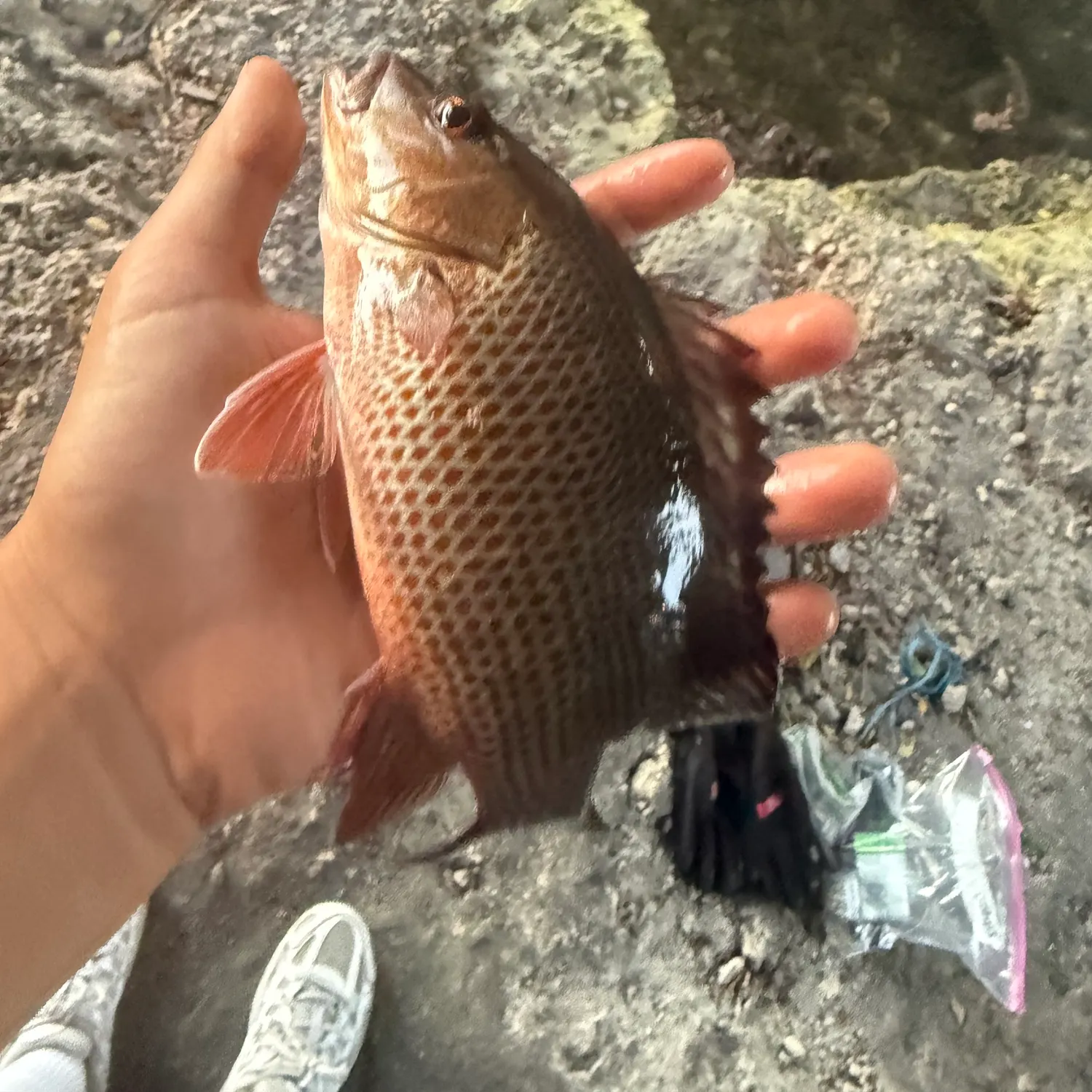 The most recent Mangrove snapper catches on Fishbrain